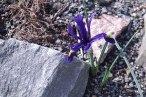 Iris reticulata M. Bieb., Kleine Netzblatt-Iris