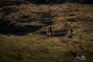 Westküste Irland: Hüte-Hunde auf Wiese - Foto von Jacob Zimmermann