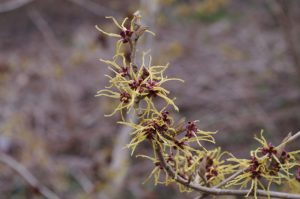 Japanische Zaubernuss, Hamamelis japonica