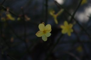 Jasminum nudiflorum, Winter-Jasmin