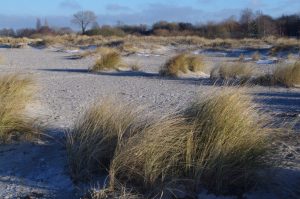 Junge Dünenlandschaft zwischen Laboe und Stein u.a. mit Strandhafer (Ammophila arenaria)