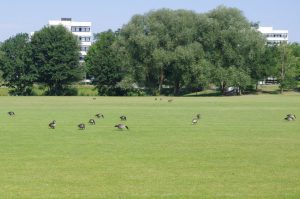 Kanadagans, Branta canadensis, beim Äsen