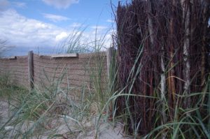 Küstenschutz mit Birkenfaschinen, Jute und Strandroggen