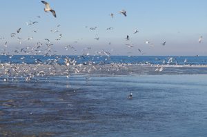 Lachmöwen, Silbermöwen und eine Rabenkrähe am Strand zwischen Laboe und Stein