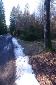 Letzter Schnee auf Wanderweg im Segeberger Forst