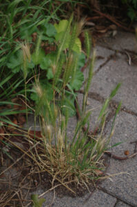 Mäuse-Gerste - Hordeum-murinum