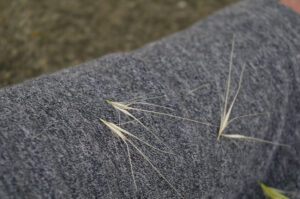 Mäuse-Gerste - Hordeum murinum - Klettverbreitung