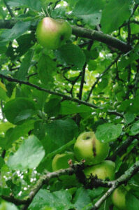 Malus 'Ruhm von Kirchwerder'