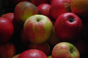 Rotschalige Variante von Malus domestica 'Gravensteiner