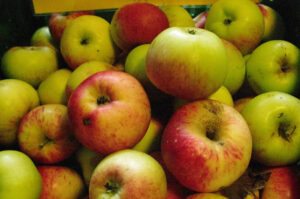 Malus domestica 'Ruhm von Kirchwerder'