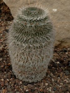 Mammillaria hahniana