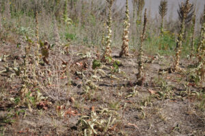 Massive Trockenheitsschäden in der Krautvegetation am Zentralbad