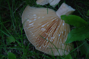 Milchfluss nach Verletzung - Lactarius pyrogalus