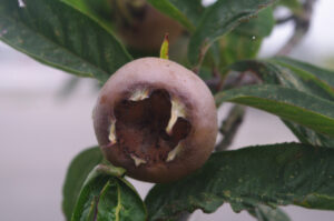 Mispel, Mespilus germanica