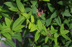 Nachblüte Lonicera henryi im September