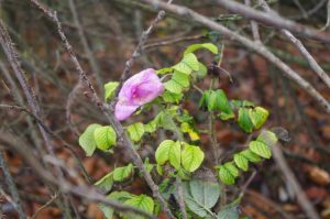 Nachblüte von Rosa rugosa, Kartoffel-Rose, an der Ostseeküste bei Noer