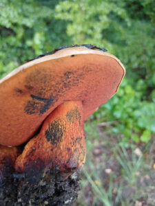 Netzstieliger Hexen-Röhrling, Suillellus luridus