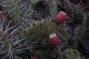 Opuntia phaeacantha, Feigenkaktus