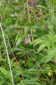 Orchidee an der Ostseesteilküste bei Schwedeneck