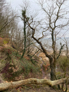 Ostsee-Steilküste Dänisch-Nienhof