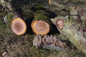 Pflaumen-Feuerschwamm (Phellinus tuberculosus) an Pflaume (Prunus domestica)