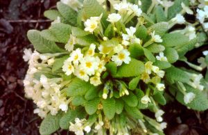 Primula vulgaris Huds., Schaftlose Primel