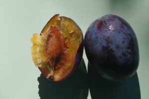 Prunus domestica ‘Stanley’, Zwetschge ‘Stanley’