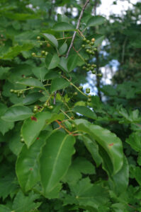 Prunus serotina - Späte Trauben-Kirsche