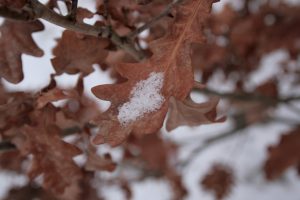 Quercus rubra L., Rot-Eiche - Foto von Rosa Thiemer