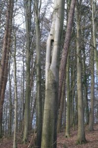 Rot-Buche mit vollständiger Verschweißung. Scheelsberg.