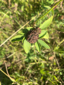 Rot-Klee, Trifolium pratense - Nachblühphase und Blatt