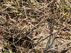 SUCHBILD:  Wo ist die Eidechse?