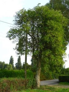 Sambucus nigra - baumartiger Habitus. Foto: Walther.