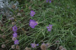 Scabiosa cretica