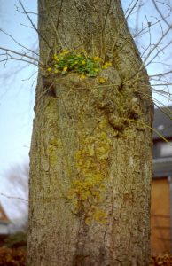 Scharbockskraut, Ficaria verna Huds., in der Höhlung einer Linde, Tilia spec.