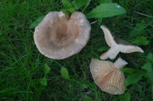 Scharfer Hasel-Milchling, Lactarius pyrogalus, mit weißer Milch nach Verletzung (auch zu sehen auf dem Löwenzahnblatt)