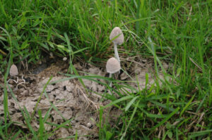 Schneeweißer Mist-Tintling, Coprinopsis nivea auf Kuhfladen