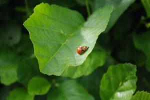 Schwarz-Erle, Alnus glutinosa, mit Marienkäfern