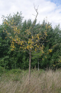 Schwerer Kronenschaden an Apfelbaum - Grüner Weg in Kiel