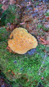 Scleroderma citrinum, Dickschaliger Kartoffelbovist