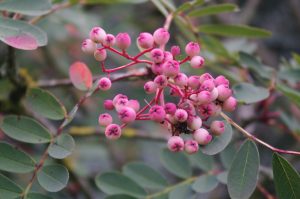 Sorbus hupehensis, Hupeh-Eberesche