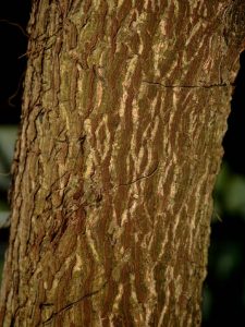 Stamm des Tamarindenbaumes, Tamarindus indica