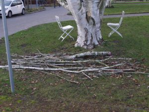 Stammnaher Schnitteingriff an Papier-Birke