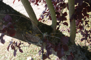 Starker Austrieb nach Rückschnitt bei Kirsch-Pflaume, Prunus cerasifera 'Nigra'