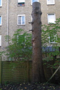Stehendes Totholz - Biotop- oder Habitatbaum Medusastraße 16 in Kiel