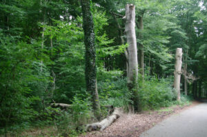 Stehendes und liegendes Totholz von Rot-Buche in Kiel-Meimersdorf