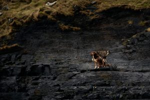 Hüte-Hunde an der irischen Steilküste