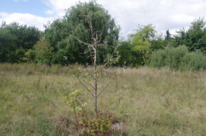 Sterbender Apfelbaum - Grüner Weg in Kiel