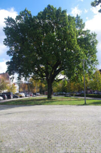 Stiel-Eiche, Quercus robur - Kleinflecken Neumünster