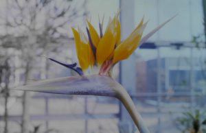 Strelitzia reginae, 1994 BG Kiel